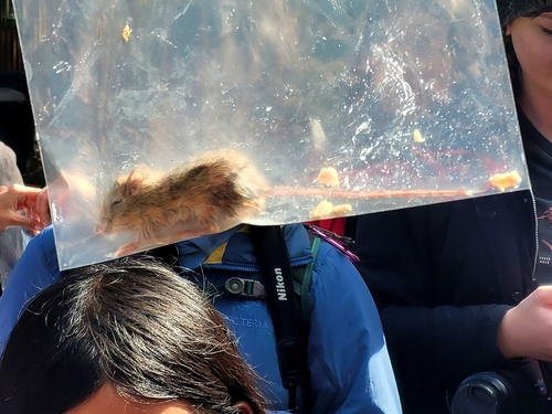 California Pocket Mouse