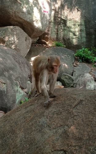 Rhesus Macaque