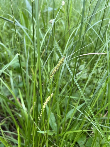 Carex pellita iNat (3)