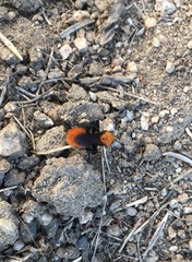 Dasymutilla coccineohirta