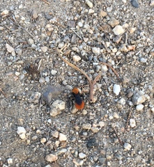 Dasymutilla coccineohirta