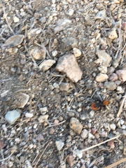 Dasymutilla coccineohirta