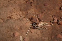 Microhodotermes viator