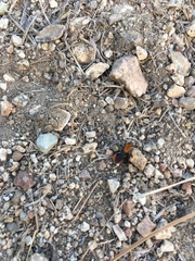 Dasymutilla coccineohirta