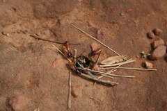 Microhodotermes viator