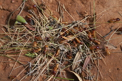 Microhodotermes viator