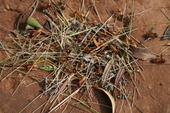 Microhodotermes viator