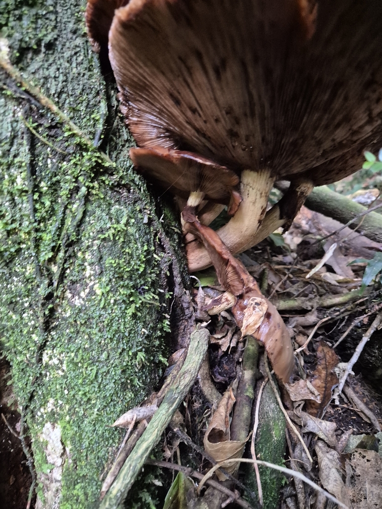 Cyclocybe parasitica · April 2025 · photo: © rempson (iNaturalist, cc-by)