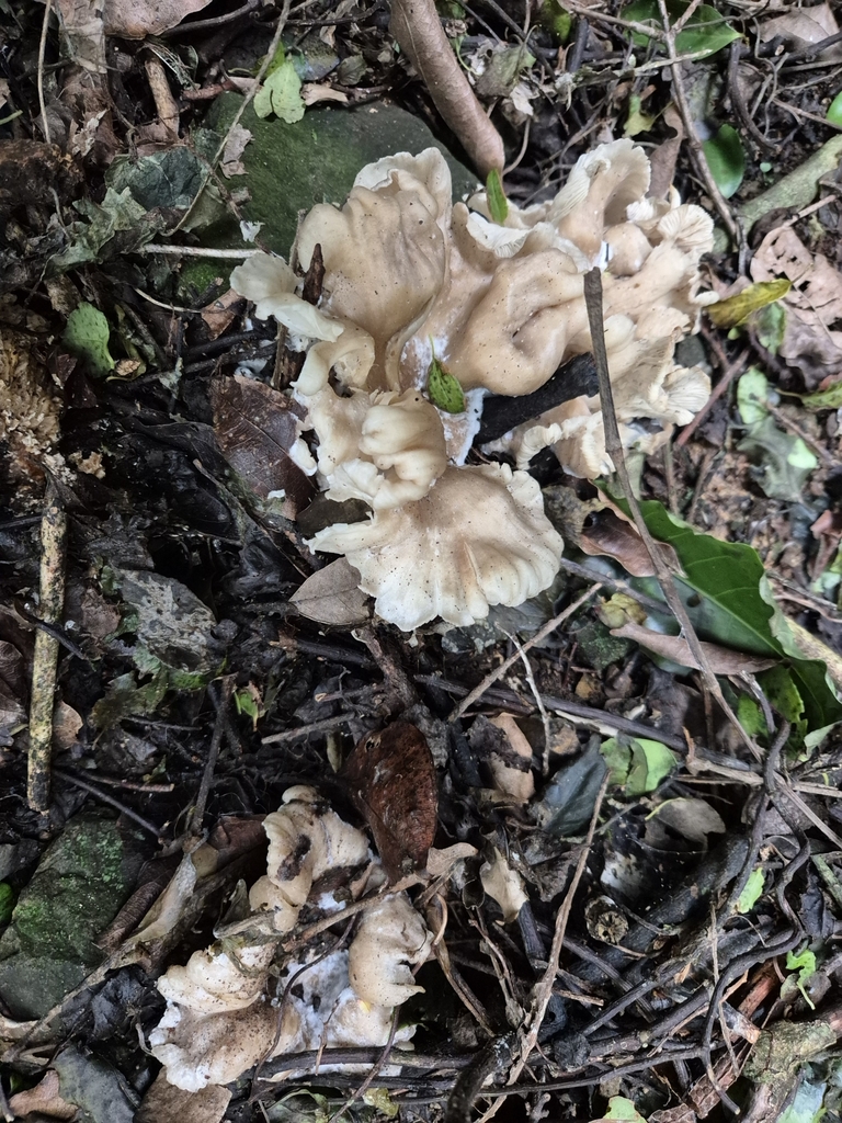 Clitocybe nebularis · May 2025 · photo: © rempson (iNaturalist, cc-by)