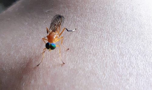 Ptecticus testaceus