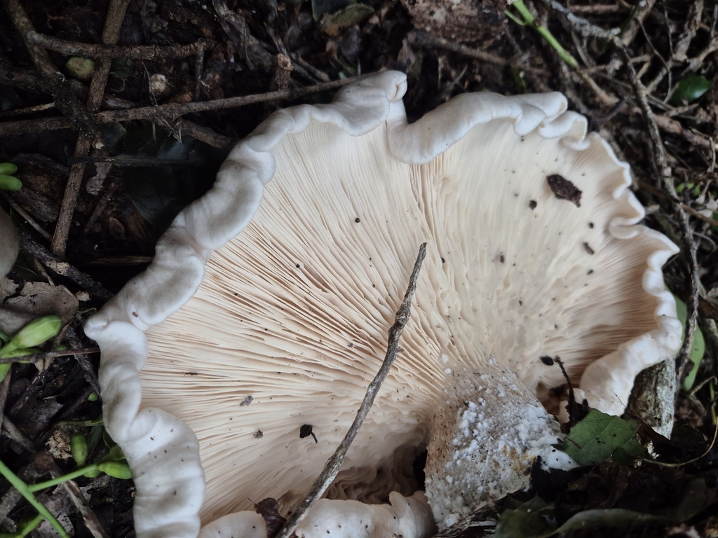 Clitocybe nebularis · May 2025 · photo: © rempson (iNaturalist, cc-by)