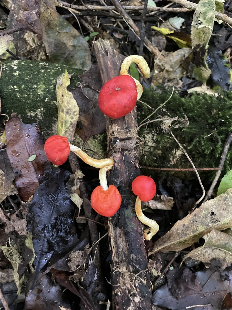 Leratiomyces erythrocephalus · May 2025 · photo: © taylor_dc (iNaturalist, cc-by)