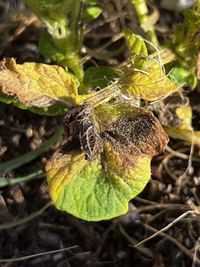 Phytophthora infestans