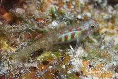 Terry's Dwarfgoby photo 4