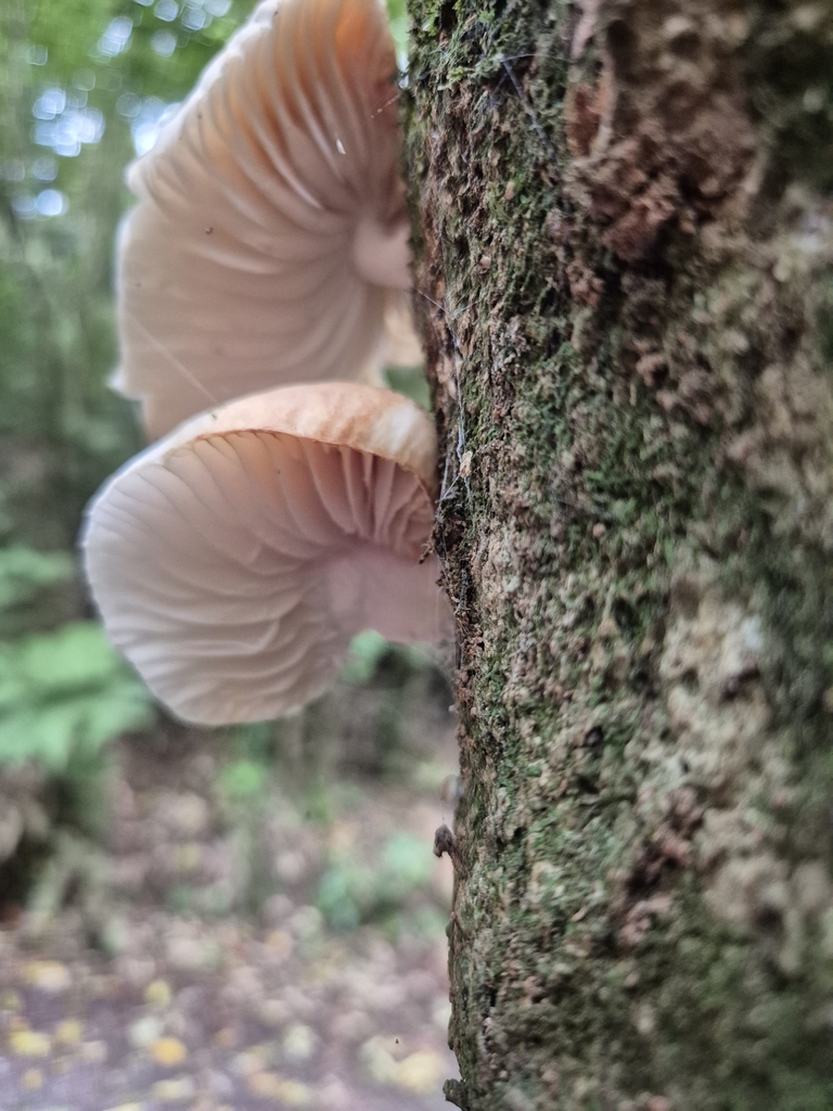 Oudemansiella australis · April 2025 · photo: © rempson (iNaturalist, cc-by)