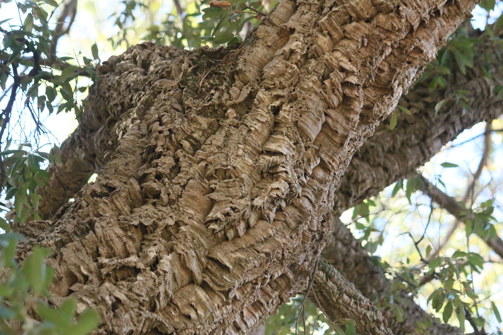 Quercus suber