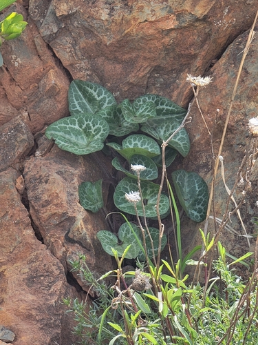 Image of Asarum hartwegii by (c) Colin J Pryor, some rights reserved (CC BY)