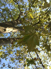 Platanaceae