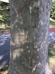 Platanaceae