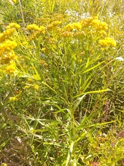 Euthamia graminifolia