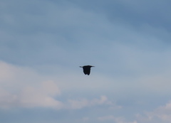 Ixobrychus flavicollis