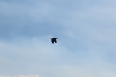 Ixobrychus flavicollis