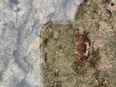 Pachygrapsus socius