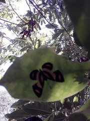 Baeotis zonata zonata