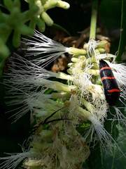 Acmaeodera trizonalis
