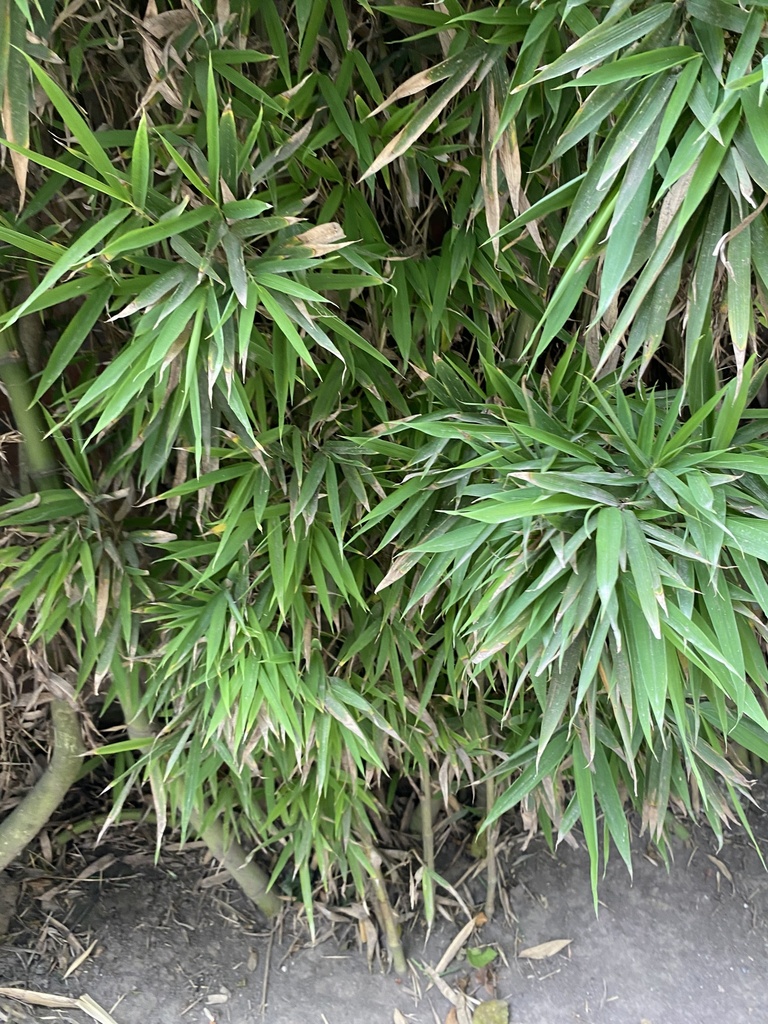Bambusoideae