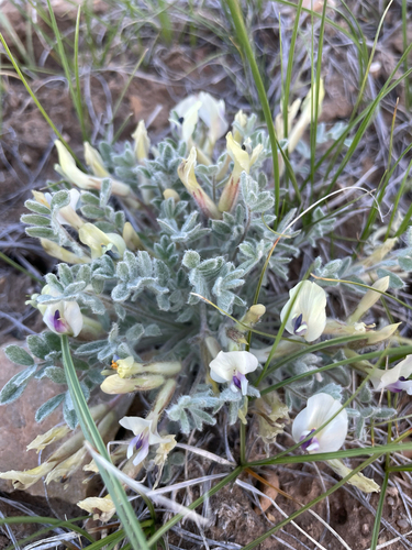 woollypod milkvetch
