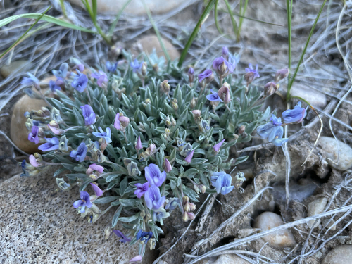 Bastard Draba Milkvetch
