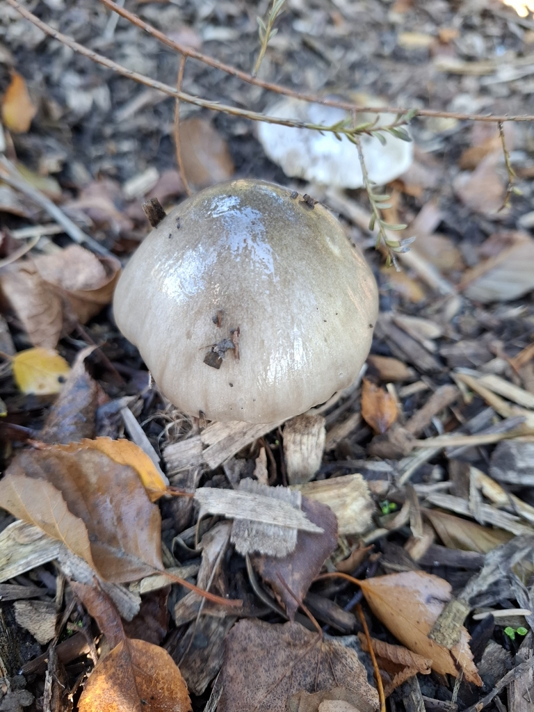 Volvopluteus gloiocephalus · May 2025 · photo: © armillariabianca (iNaturalist, cc0)