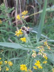 Bombus impatiens