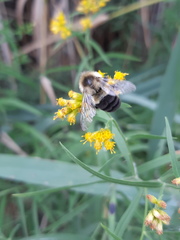 Bombus impatiens