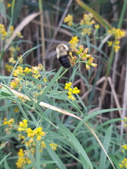 Bombus impatiens
