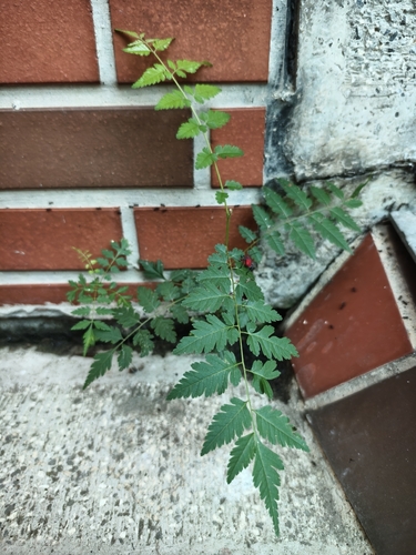 Image of Koelreuteria elegans by no rights reserved