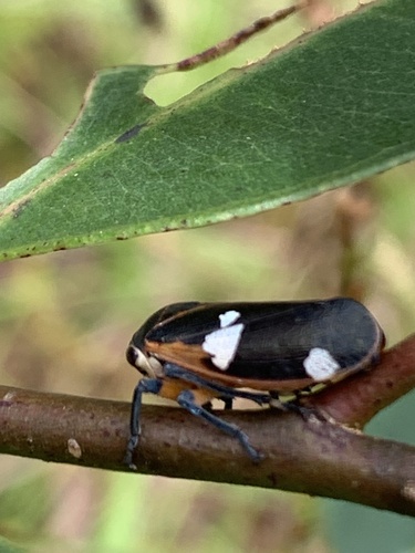 Eurymela fenestrata, 2025-05-13