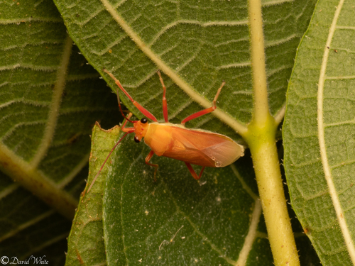 Astacops observed 2025-05-13
