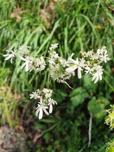 Heracleum austriacum (Heracleum austriacum)