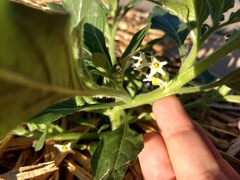 Solanum physalifolium