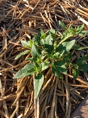 Solanum physalifolium