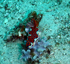 Miamira flavicostata