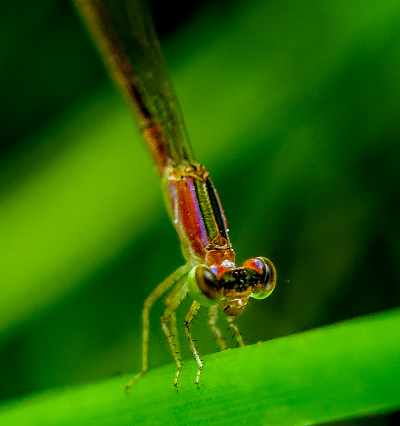 Pygmy Dartlet