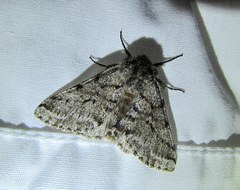 Lycia ursaria