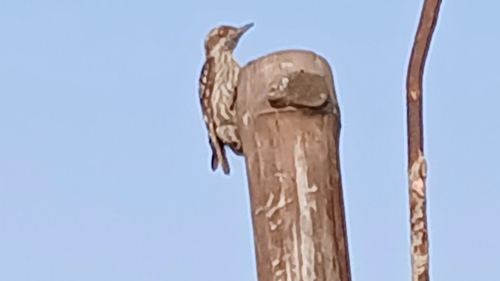 Brown-capped Pygmy Woodpecker