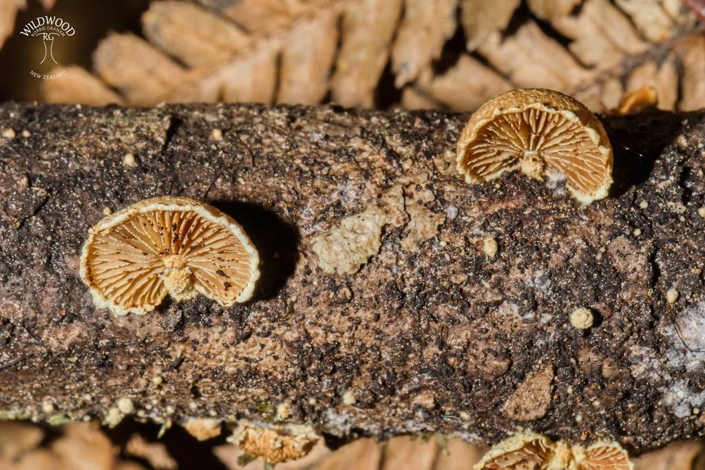 Pleuroflammula praestans · May 2025 · photo: © robbiebgraham (iNaturalist, cc0)