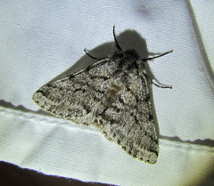 Lycia ursaria