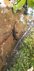 Cynops pyrrhogaster