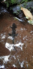 Cynops pyrrhogaster